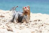 YORKSHIRE TERRIER 144